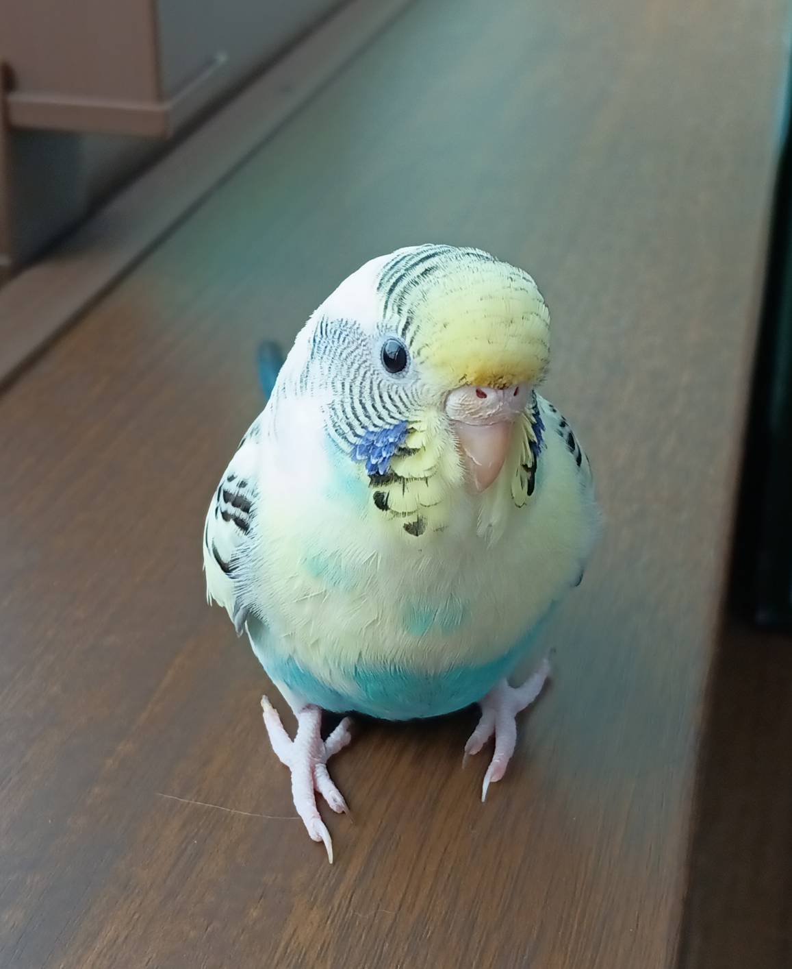 きゅー